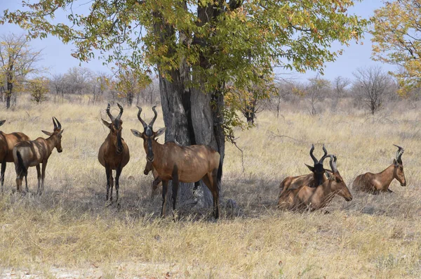 Namibia Paisagens Naturais África — Fotografia de Stock