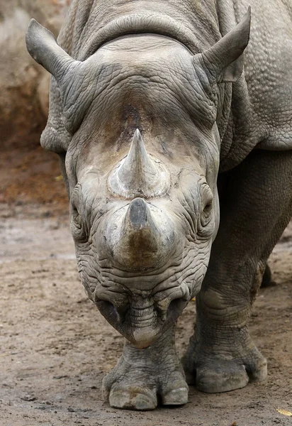 Africký Rohatý Nosorožec Zvíře Flóra Fauna Africký Rohatý — Stock fotografie