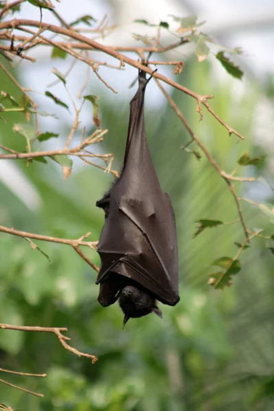 fruit bat hanging from a tree with wings wrapped around it\'s body.