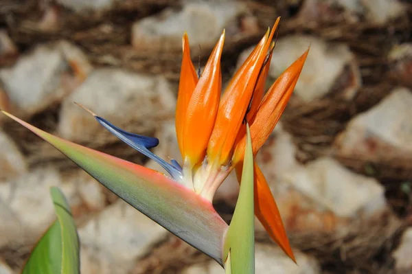 Flor Laranja Strelitzia Planta Perene — Fotografia de Stock