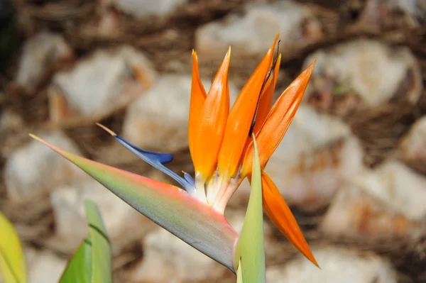 Pássaro Paraíso Flor Tropical — Fotografia de Stock