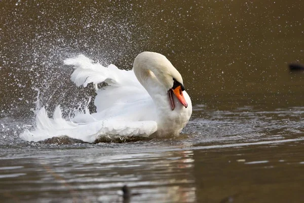 Vista Aswanscenic Cisne Majestoso Natureza — Fotografia de Stock