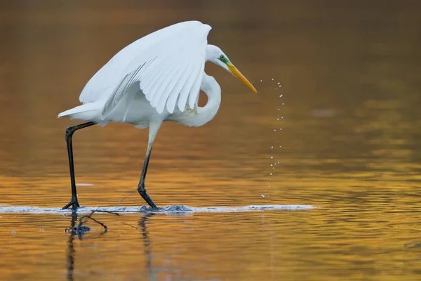 Vista Panorâmica Dos Pássaros Egrets Natureza — Fotografia de Stock