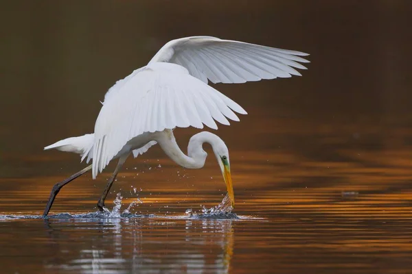 Schilderachtig Uitzicht Zilverreigers Vogels Natuur — Stockfoto