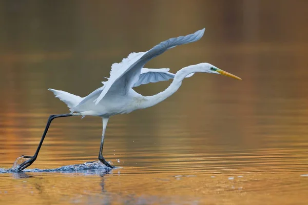 Vista Panorâmica Dos Pássaros Egrets Natureza — Fotografia de Stock