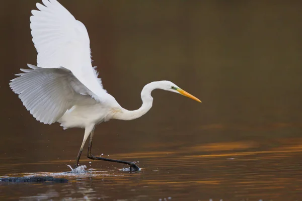 Vista Panorâmica Dos Pássaros Egrets Natureza — Fotografia de Stock