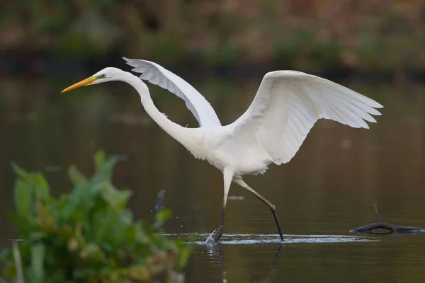 Vista Panorâmica Dos Pássaros Egrets Natureza — Fotografia de Stock