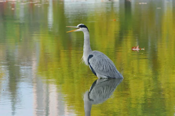 Vista Panorámica Garza Pájaro Naturaleza — Foto de Stock