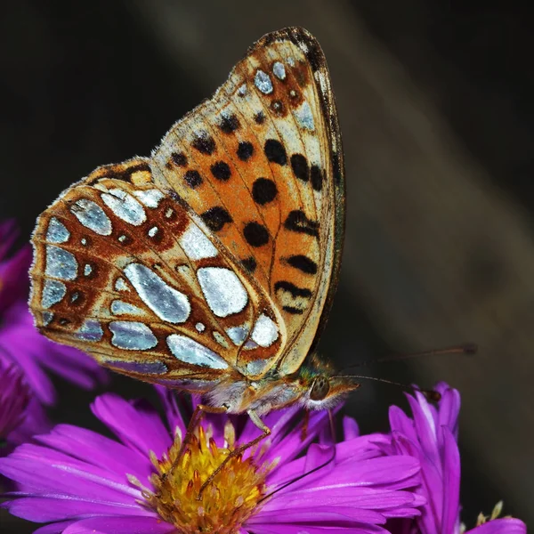 Papillon Fritillaire Insecte Aux Ailes — Photo