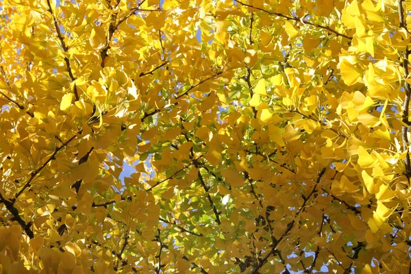 Yellow Ginkgo Leaves Blue Sky — Stock Photo, Image