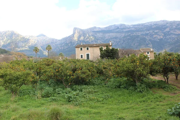 Vidéki Ház Gyümölcsössel Soller Mallorca — Stock Fotó