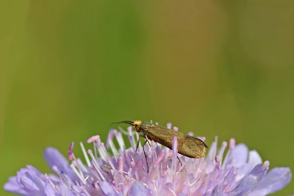 Traça Longhorn Nemophora Metallica Escabioso — Fotografia de Stock