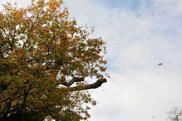 秋风中飘扬的树叶 — 图库照片
