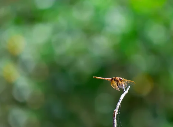 Dragonfly Windy Day — Stock Photo, Image