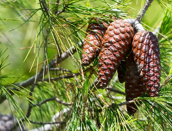 Cones Pinho Árvore Flora — Fotografia de Stock