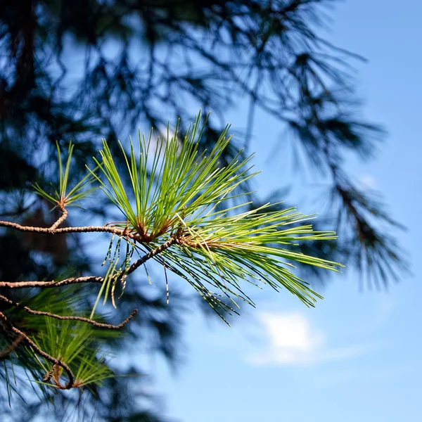 Branch Pine — Stock Photo, Image
