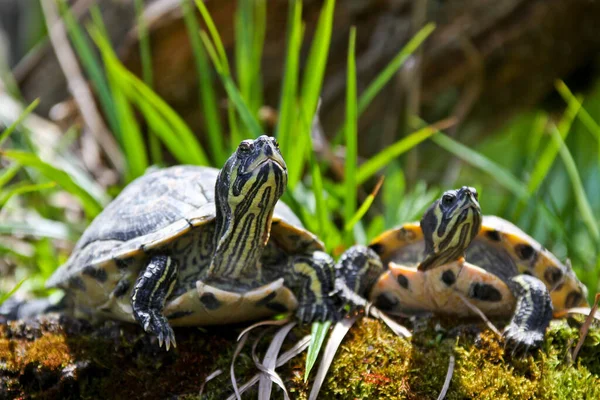 Reptiel Schildpad Dier Natuur Fauna — Stockfoto