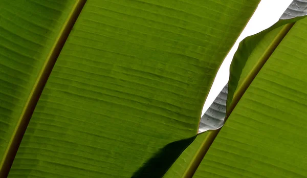Tropischer Bananenbaum Exotische Pflanze — Stockfoto