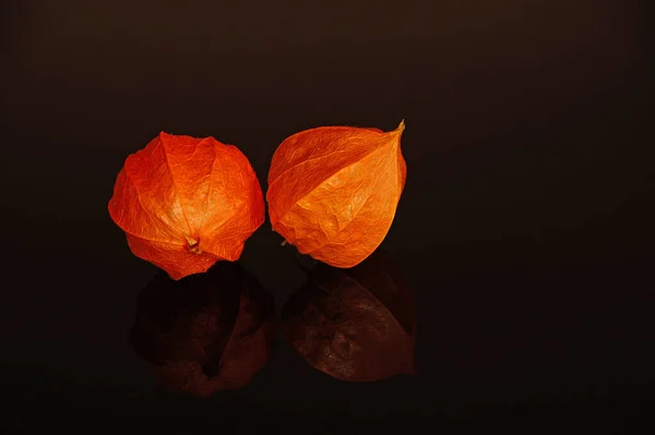 Сушена Квітка Троянди Чорному Фоні — стокове фото