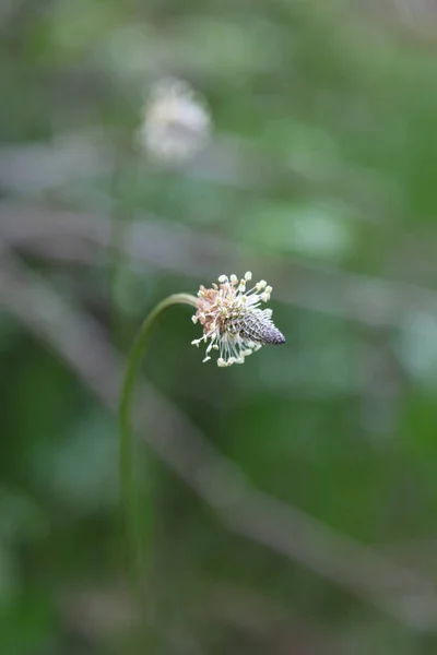 Bel Colpo Botanico Carta Parati Naturale — Foto Stock