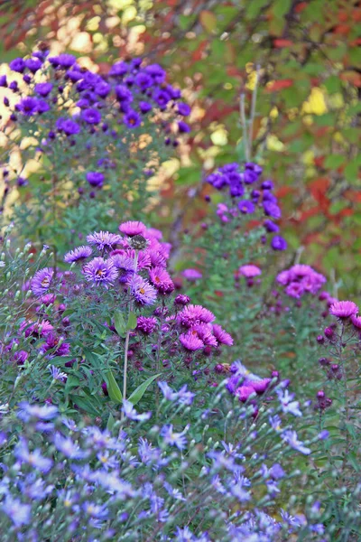 Aster Höstträdgården — Stockfoto