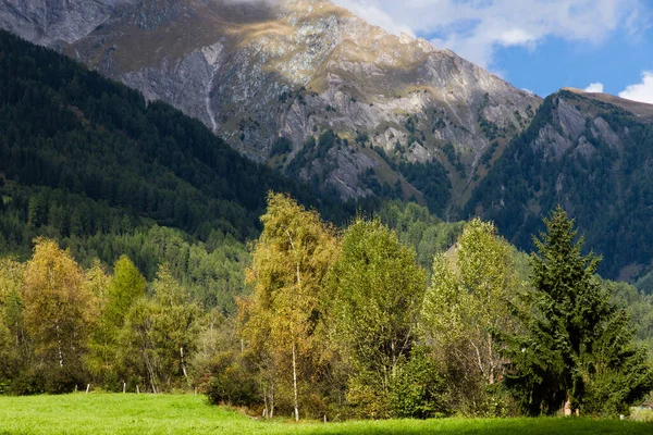 Vidoeiros Nos Alpes — Fotografia de Stock