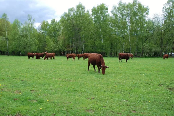 Bovini Domestici Pascolo — Foto Stock