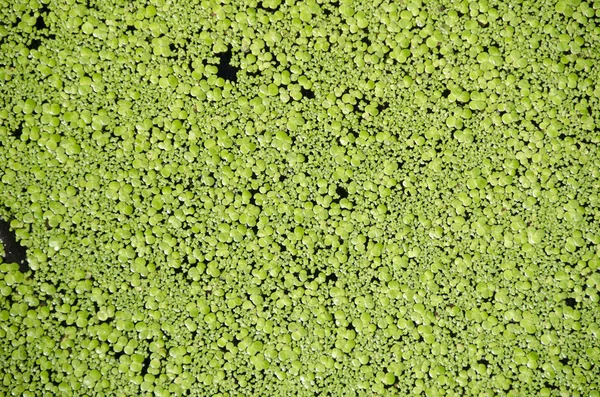 池に浮かぶレムナの緑の背景 アヒルの雑草 — ストック写真