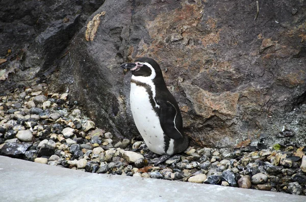 Humboldt Penguins Resting Mountain While Waiting Food — Stock Photo, Image