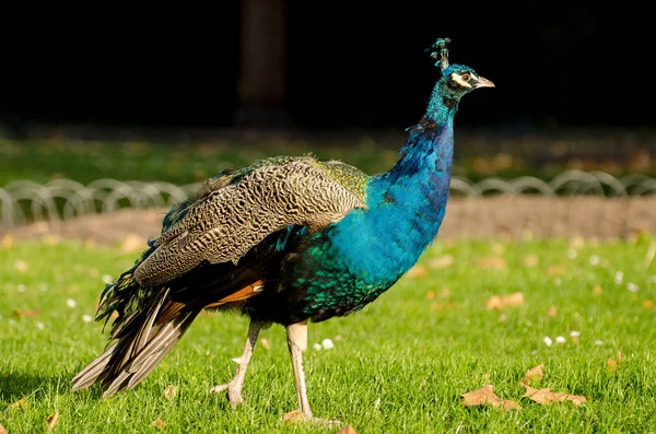 Pássaro Pavão Penas Coloridas — Fotografia de Stock