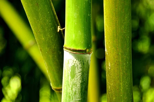 Gröna Bambuträd Flora Och Bladverk — Stockfoto