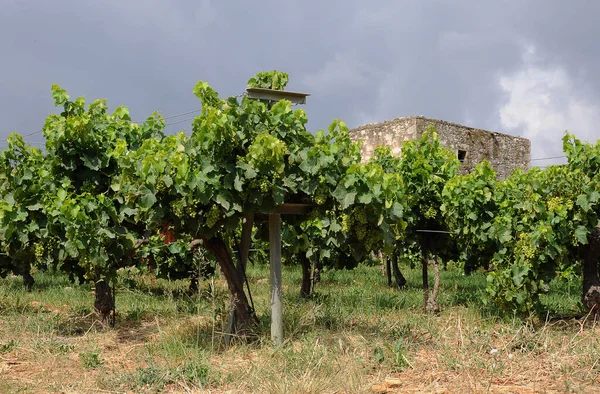 Szőlőültetvény Chianti Régióban Olaszország — Stock Fotó