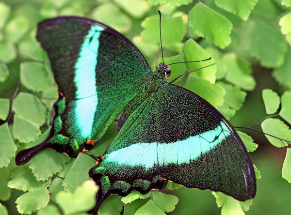 Zeleně Pruhovaný Vlaštovčí Papilio Palinurus — Stock fotografie