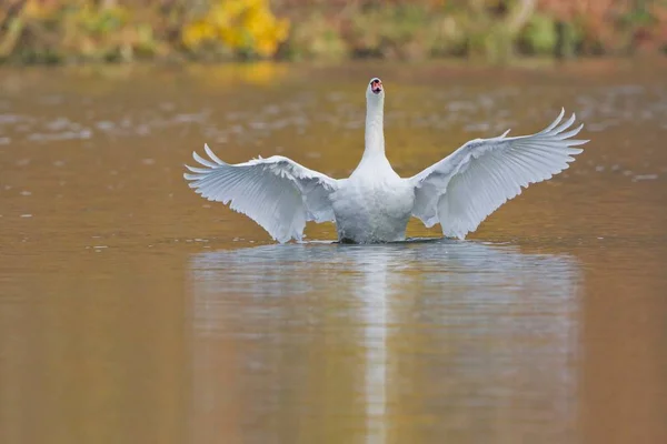 Aswanscenic View Majestic Swan Nature — Stock Photo, Image