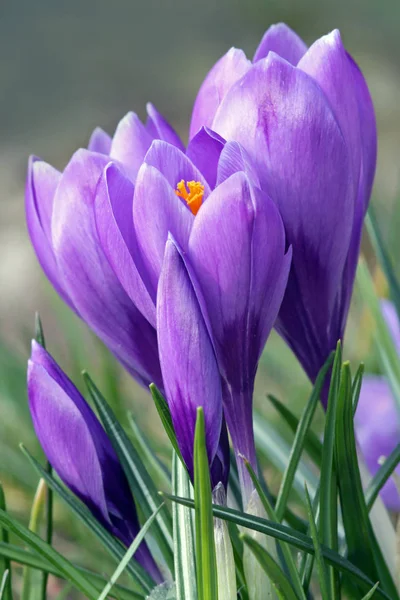 Spring Crocus Flowers Purple Flora — Stock Photo, Image