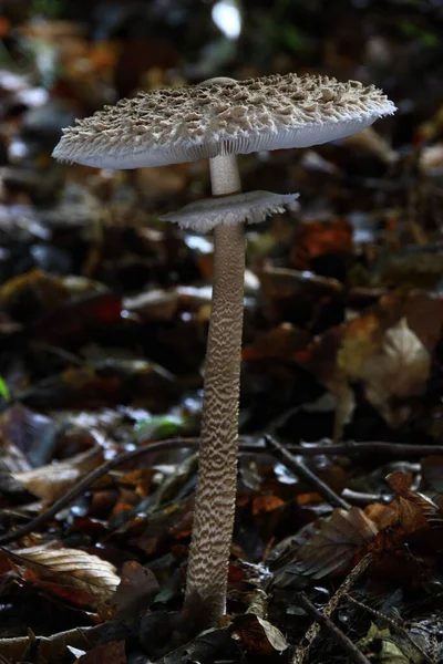 Pilze Pilzflora Und Botanik — Stockfoto