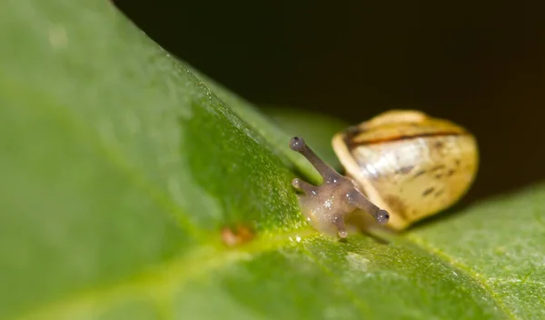 Slug Snail Animal Slime — Stock Photo, Image