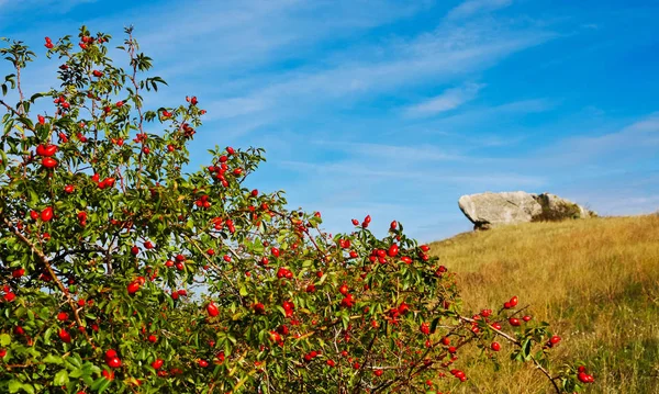 Rosehip Shrub Rocks Hill — Stock Photo, Image