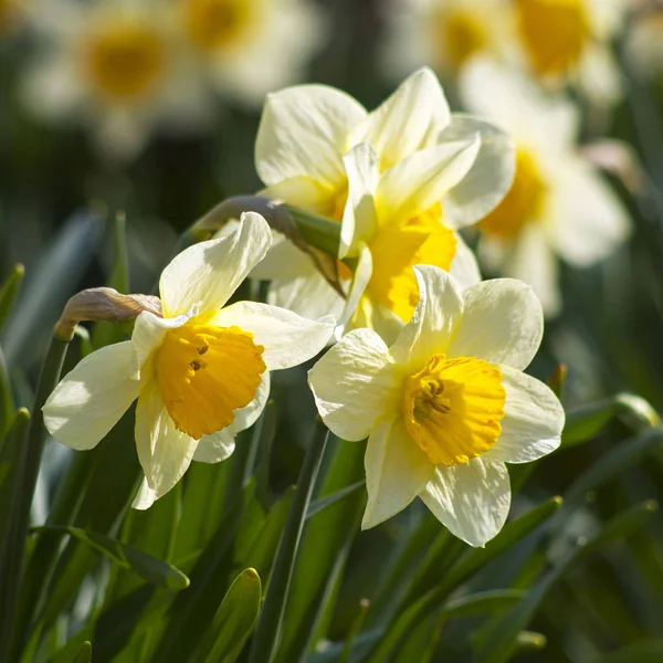 Gros Plan Sur Les Jonquilles Blanches — Photo