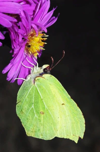 Nahaufnahme Von Schönen Bunten Schmetterling — Stockfoto