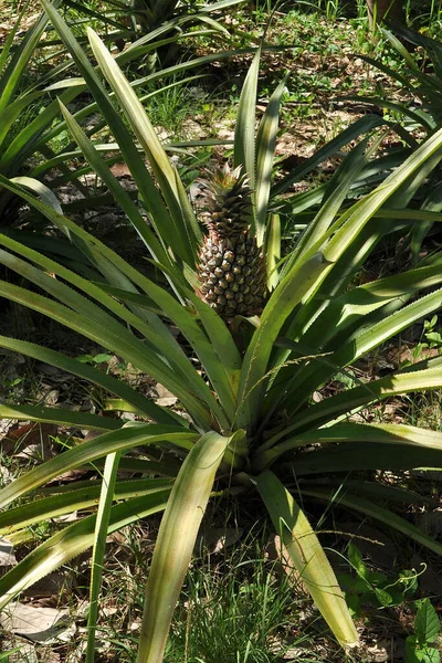 Abacaxi Fresco Planta Fruto — Fotografia de Stock