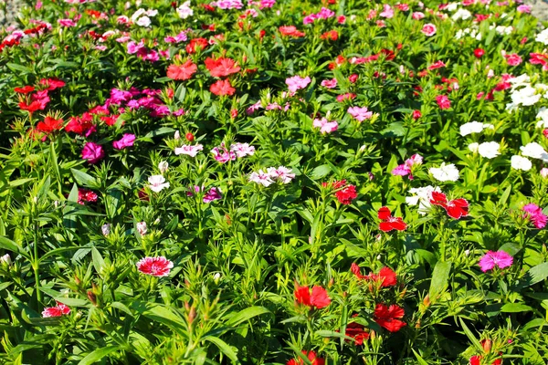 Bellissimi Fiori Concetto Floreale Sfondo Naturale — Foto Stock