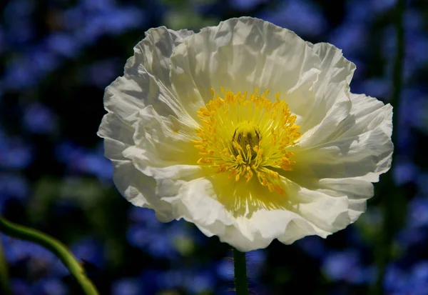 Vue Rapprochée Belles Fleurs Pavot Sauvage — Photo