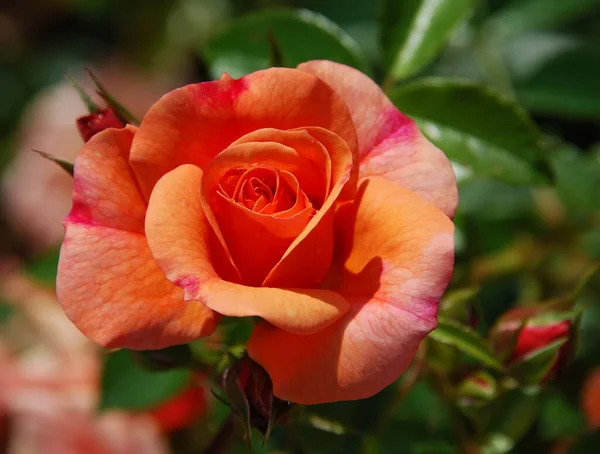 Schöne Blumen Florales Konzept Natur Hintergrund — Stockfoto