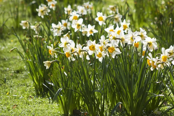 Narzissen Leuchtend Gelbe Blüten — Stockfoto