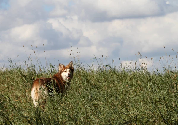 Gros Plan Husky Dans Pré — Photo