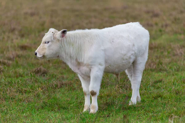 Veau Sur Pâturage — Photo