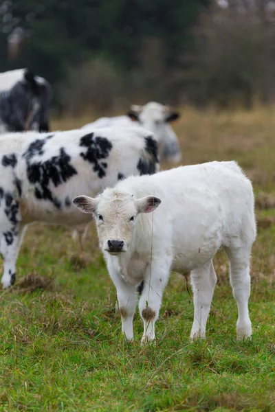 Calf Herd Pasture — Stock Photo, Image
