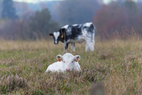 Eine Kuh Liegt Auf Einer Weide — Stockfoto