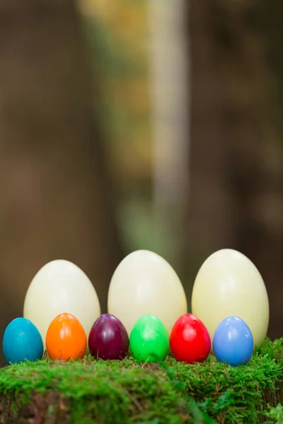Colorful Easter Eggs Three Nandueier Tree Stump — Stock Photo, Image